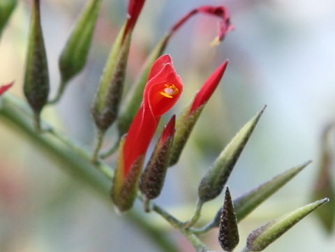 Pitcairnia paniculata