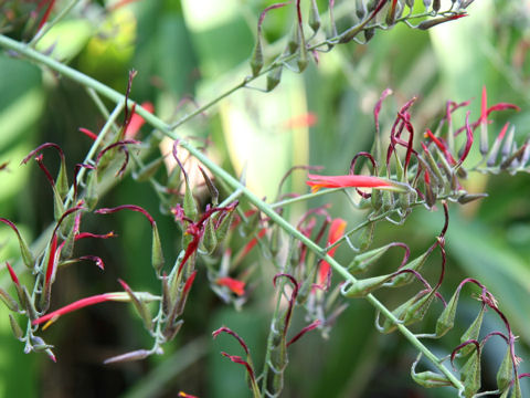 Pitcairnia paniculata