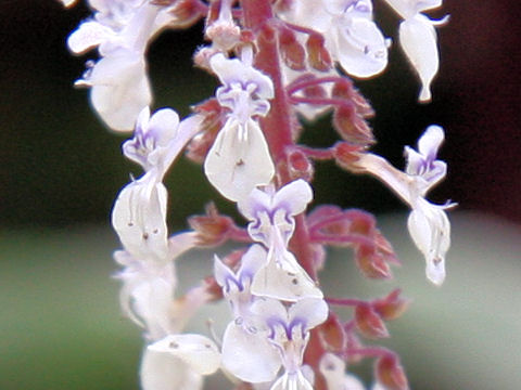 Plectranthus argentatus