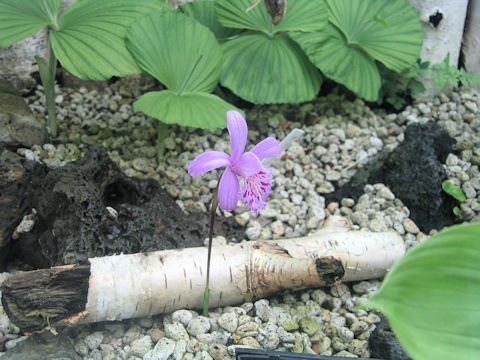 Pleione yunnanensis