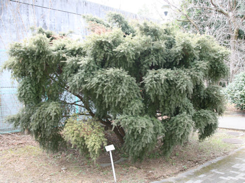 Podocarpus totara