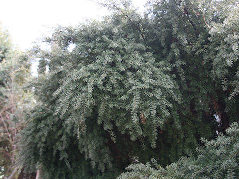 Podocarpus totara