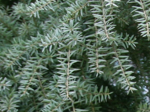 Podocarpus totara