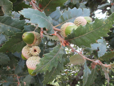 Quercus faginea