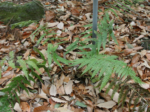 Polystichum x flemingii