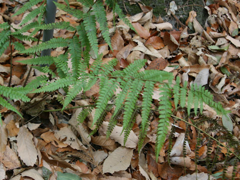 Polystichum x flemingii