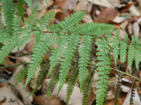 Polystichum x flemingii