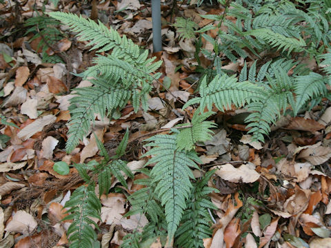 Polystichum luctuosum