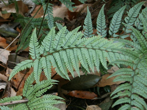 Polystichum luctuosum