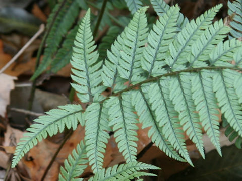 Polystichum luctuosum