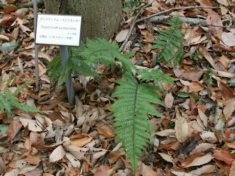 Polystichum yunnanense