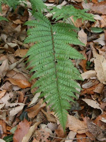 Polystichum yunnanense