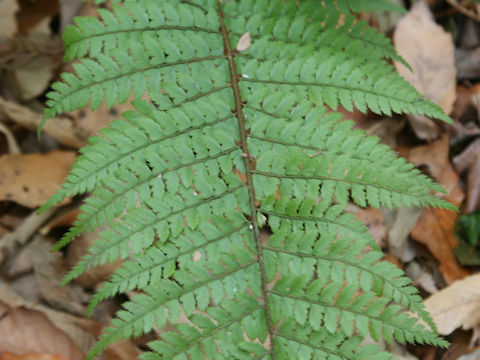 Polystichum yunnanense