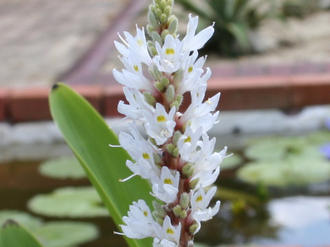 Pontederia cordata f. albiflora