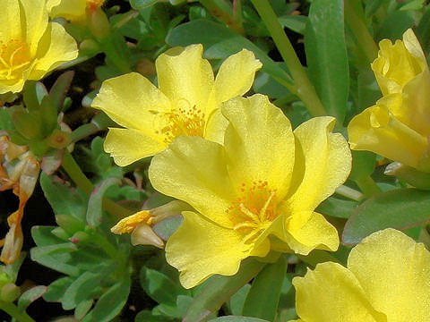 Portulaca oleracea cv.