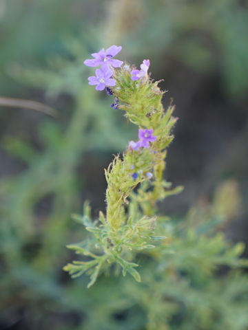 Verbena bipinnatifida