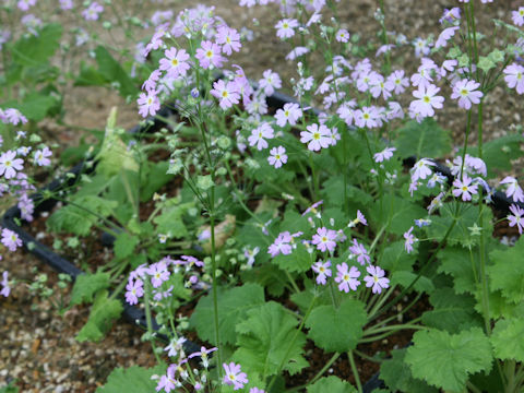 Primula malacoides