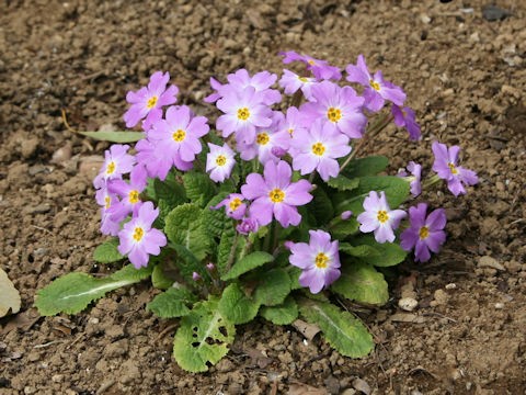Primula vulgaris ssp. sibthorpii