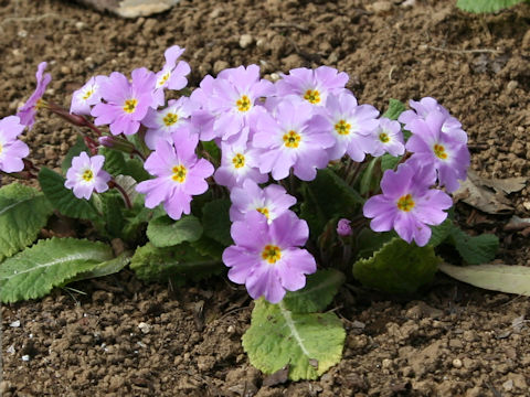 Primula vulgaris ssp. sibthorpii