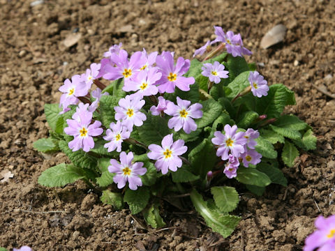 Primula vulgaris ssp. sibthorpii