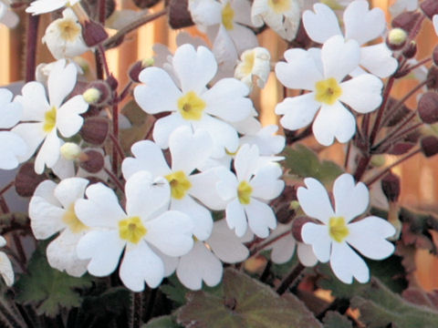 Primula sinensis cv. Stellata