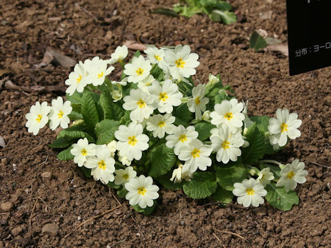 Primula vulgaris