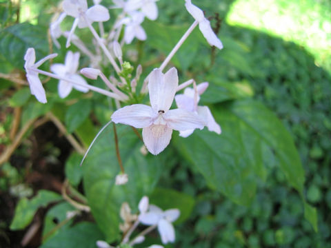 Pseuderanthemum andersonii