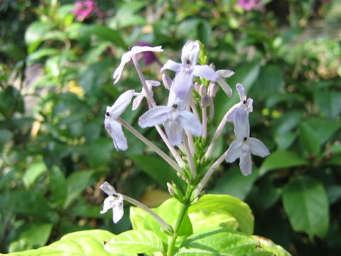 Pseuderanthemum andersonii