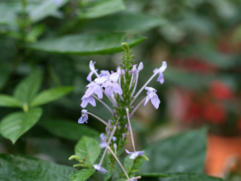 Pseuderanthemum lilacinum