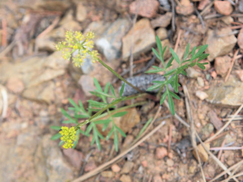 Pseudocymopterus montanus