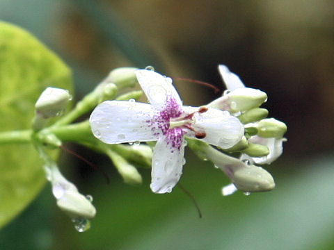 Pseuderanthemum reticulatum var. ovarifolium