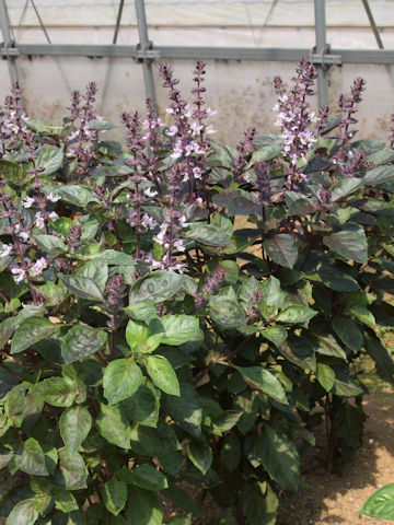 Ocimum basilicum cv. Purple