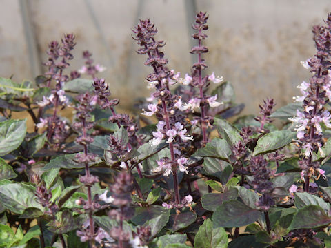 Ocimum basilicum cv. Purple