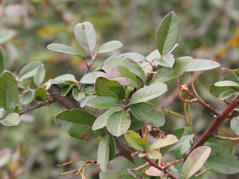 Pyracantha coccinea