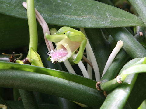 Vanilla borneensis