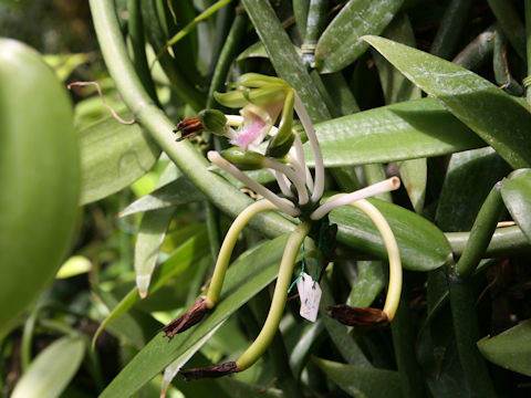 Vanilla borneensis