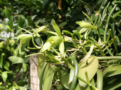 Vanilla fragrans