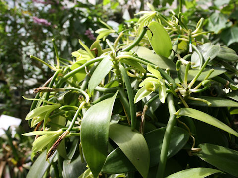 Vanilla fragrans