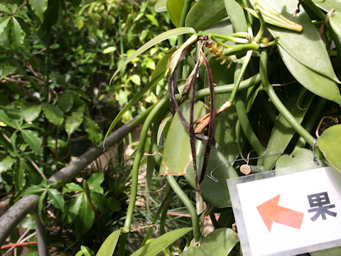 Vanilla fragrans