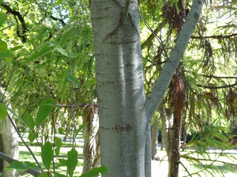 Quercus pungens var. vaseyana