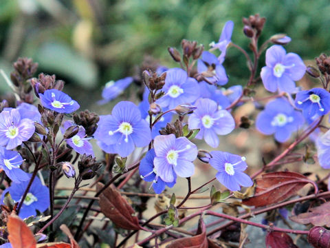 Veronica peduncularis cv. Oxford Blue