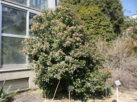 Viburnum tinus