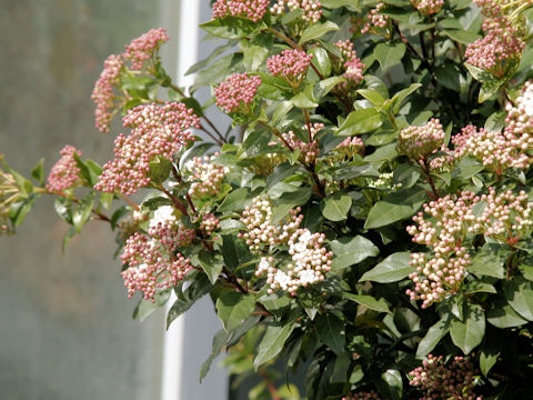 Viburnum tinus