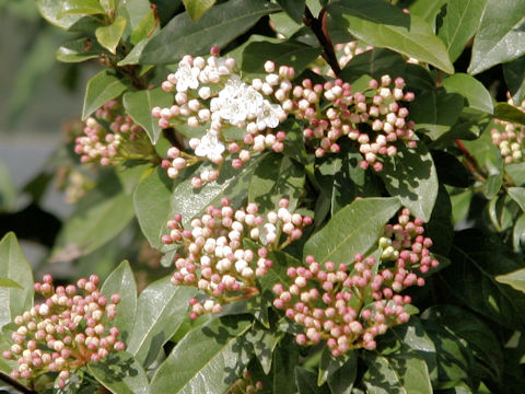 Viburnum tinus
