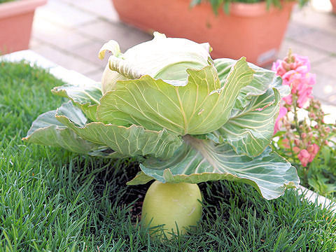 Brassica oleracea var. capitata