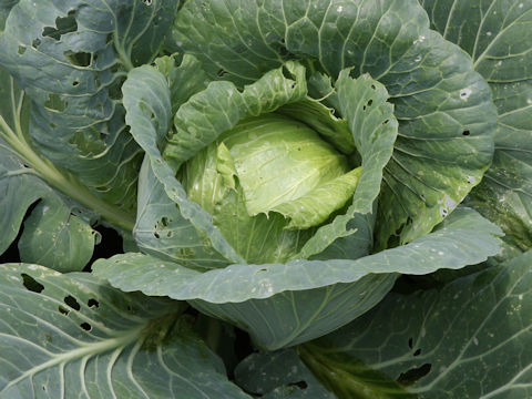 Brassica oleracea var. capitata cv. Kinpou 712