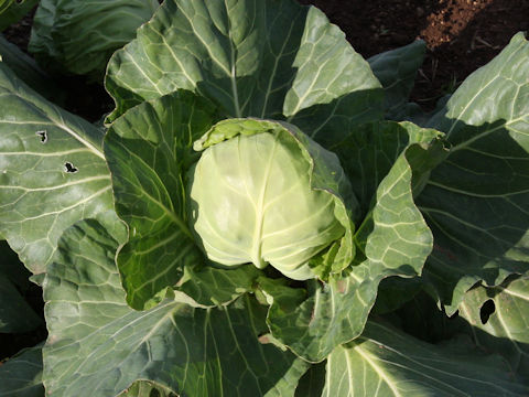 Brassica oleracea var. capitata cv. Minix 40