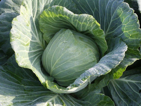 Brassica oleracea var. capitata cv. Natsu-boshi