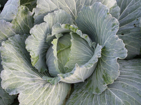 Brassica oleracea var. capitata cv. Kuroha-nakate 1gou