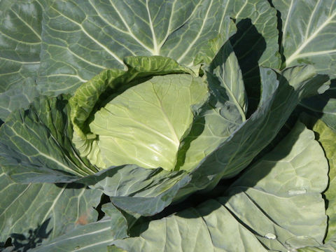 Brassica oleracea var. capitata cv. Ryorei 41gou